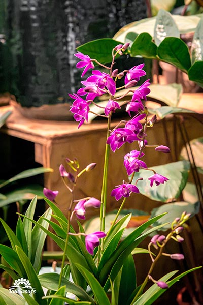 dendrobium berry